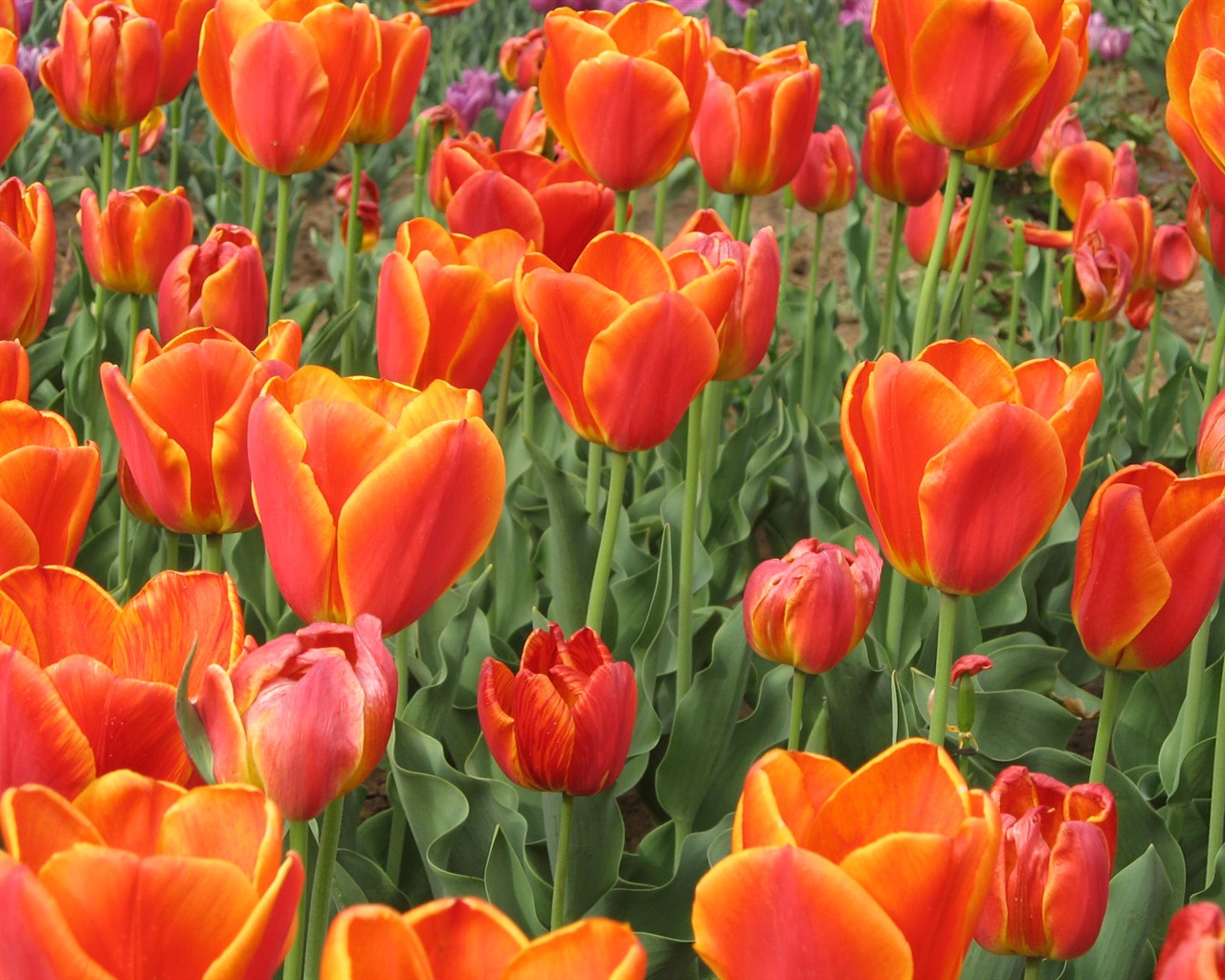 Tulip tapety album (4) #5 - 1280x1024