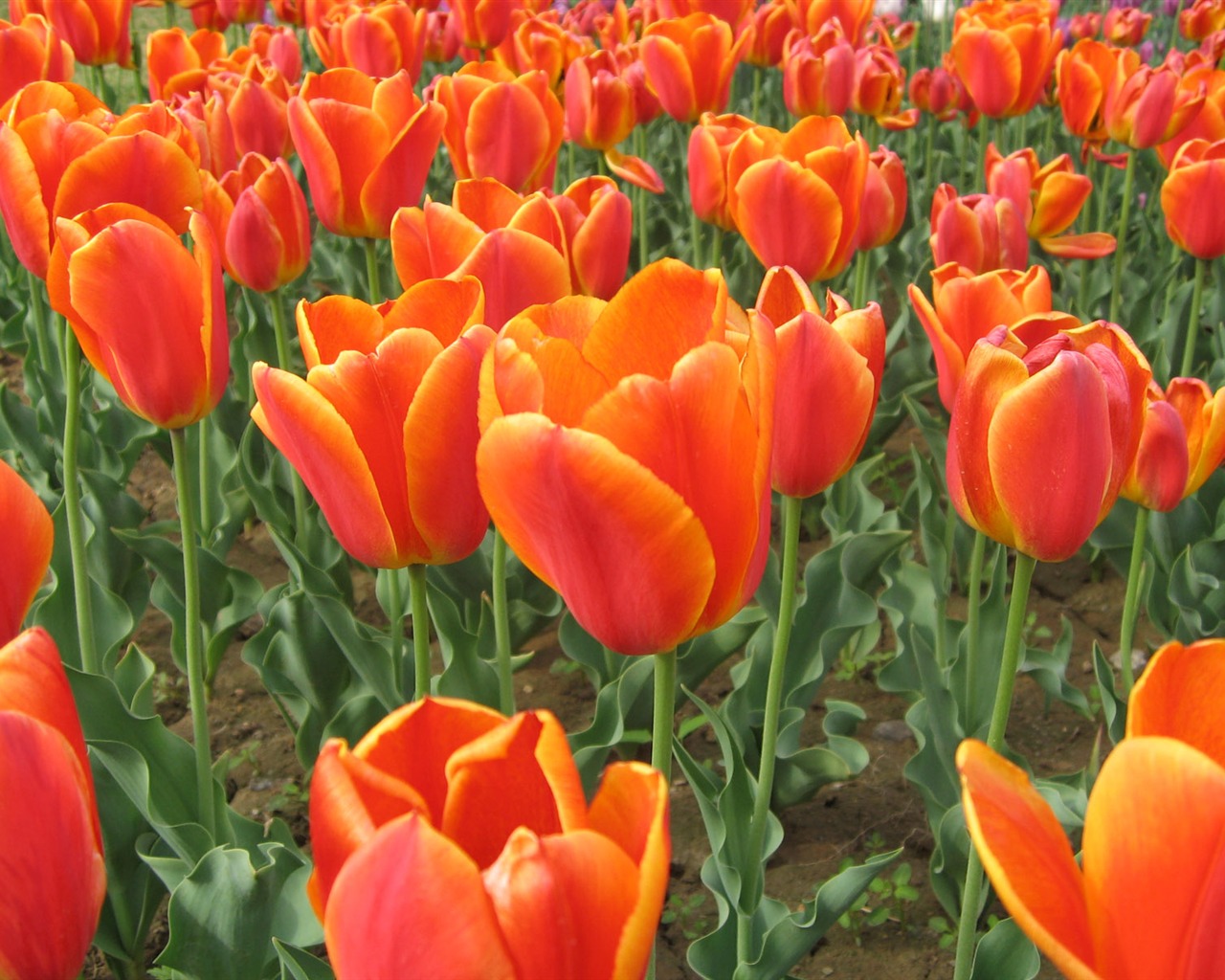 Tulip wallpaper album (4) #6 - 1280x1024