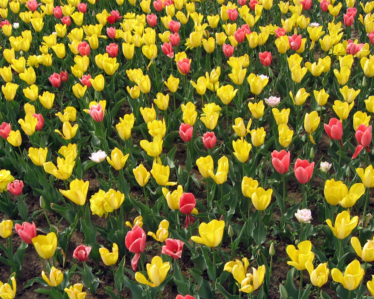 Tulip tapety album (4) #8 - 1280x1024
