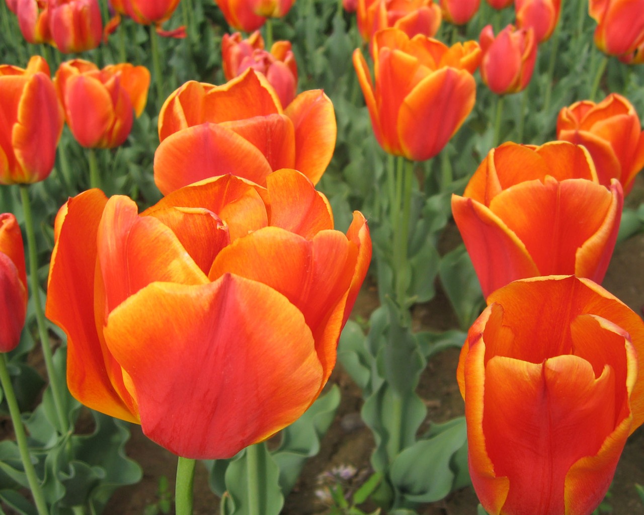 Tulip wallpaper album (4) #9 - 1280x1024