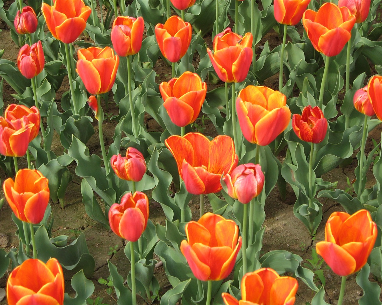 Tulip wallpaper album (4) #10 - 1280x1024