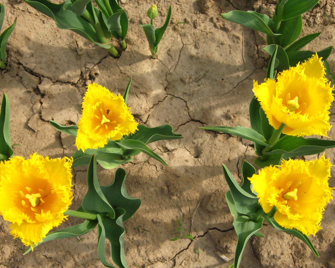 Tulip tapety album (4) #11 - 1280x1024