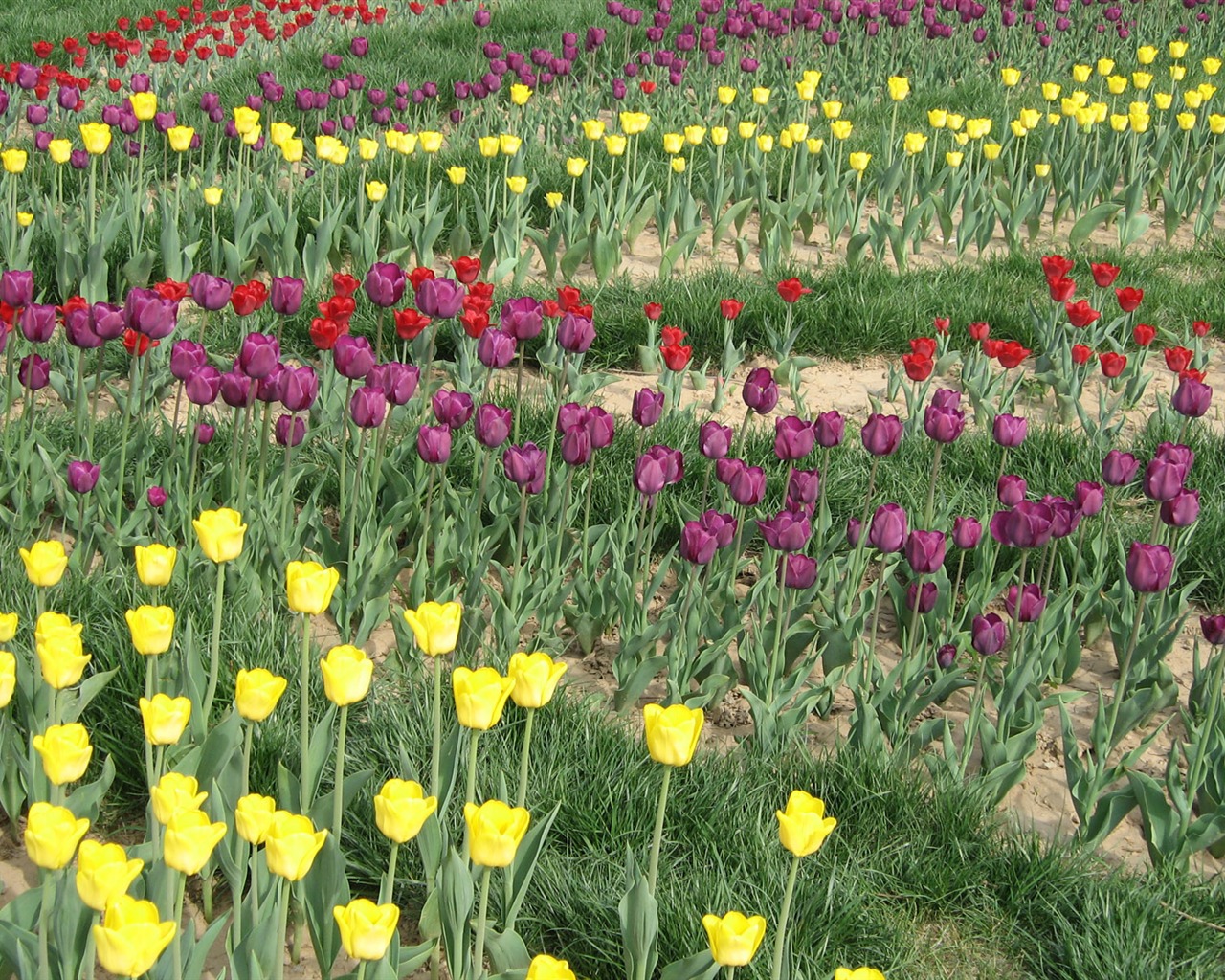 Tulip tapety album (4) #13 - 1280x1024
