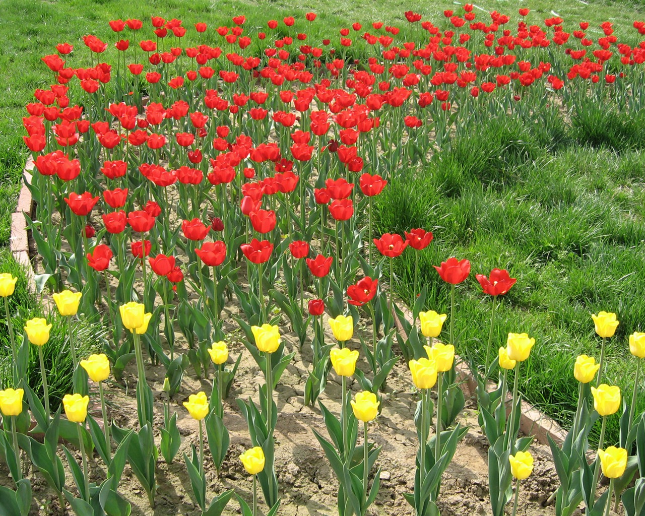 Tulip tapety album (4) #16 - 1280x1024