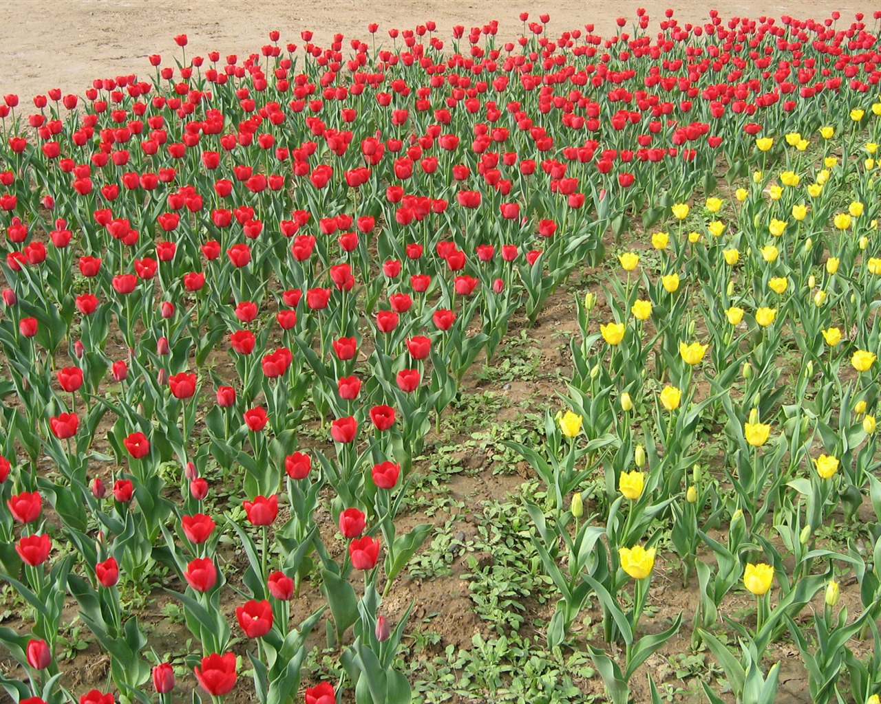 Tulip álbum de fondo de pantalla (4) #18 - 1280x1024