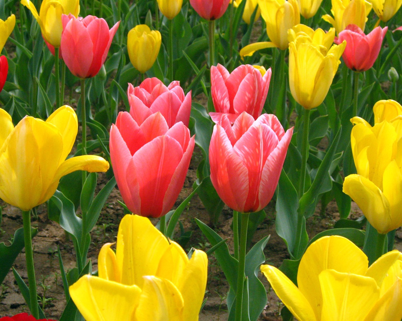 Tulip tapety album (5) #1 - 1280x1024