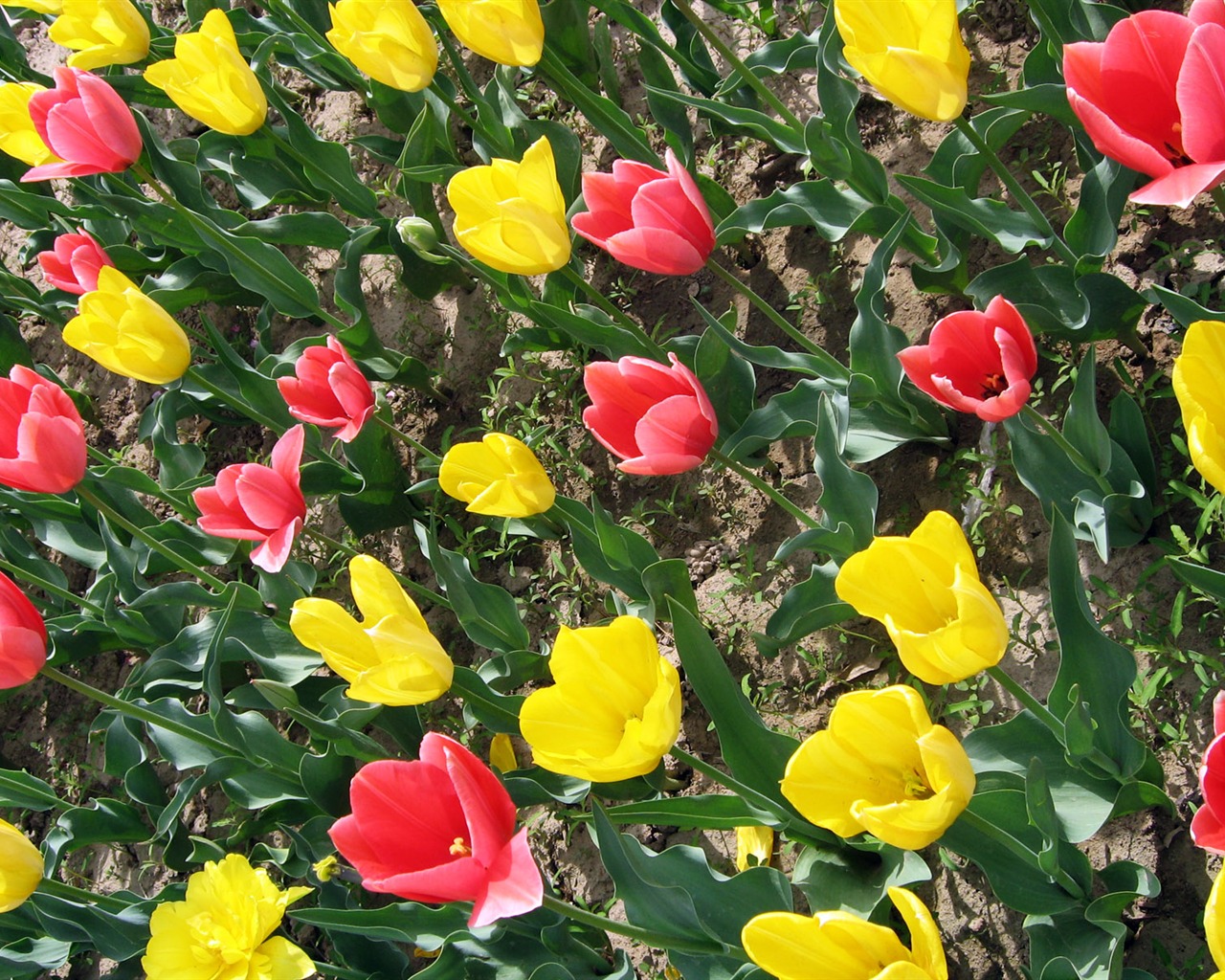Tulip tapety album (5) #2 - 1280x1024