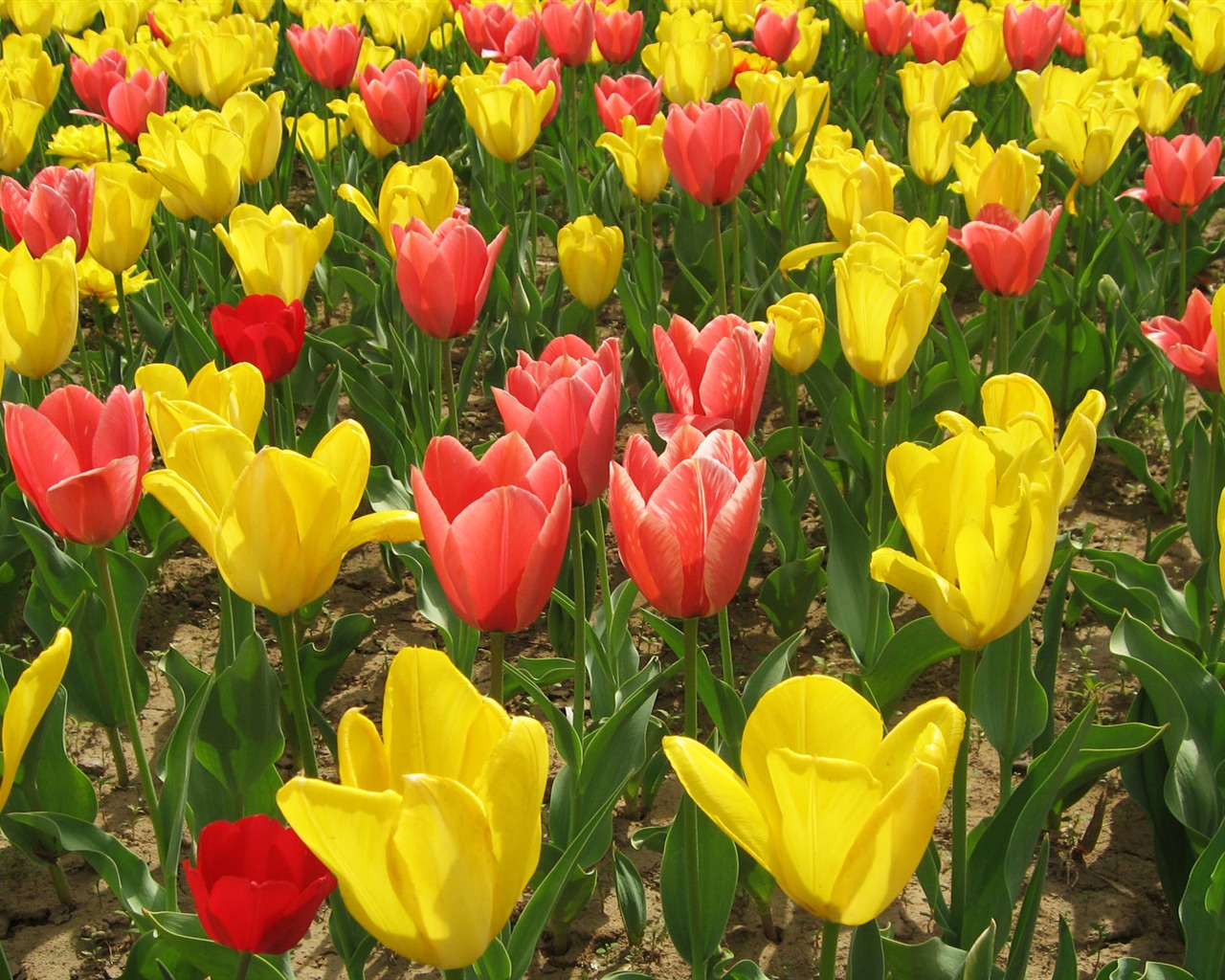 Tulip tapety album (5) #3 - 1280x1024