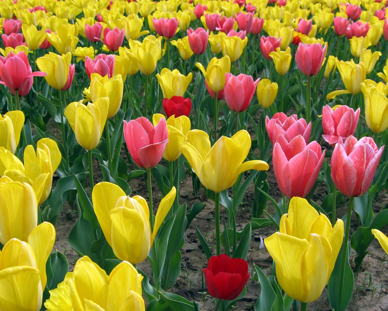 Tulip tapety album (5) #4 - 1280x1024