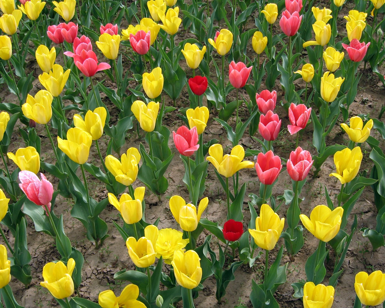 Tulip tapety album (5) #5 - 1280x1024