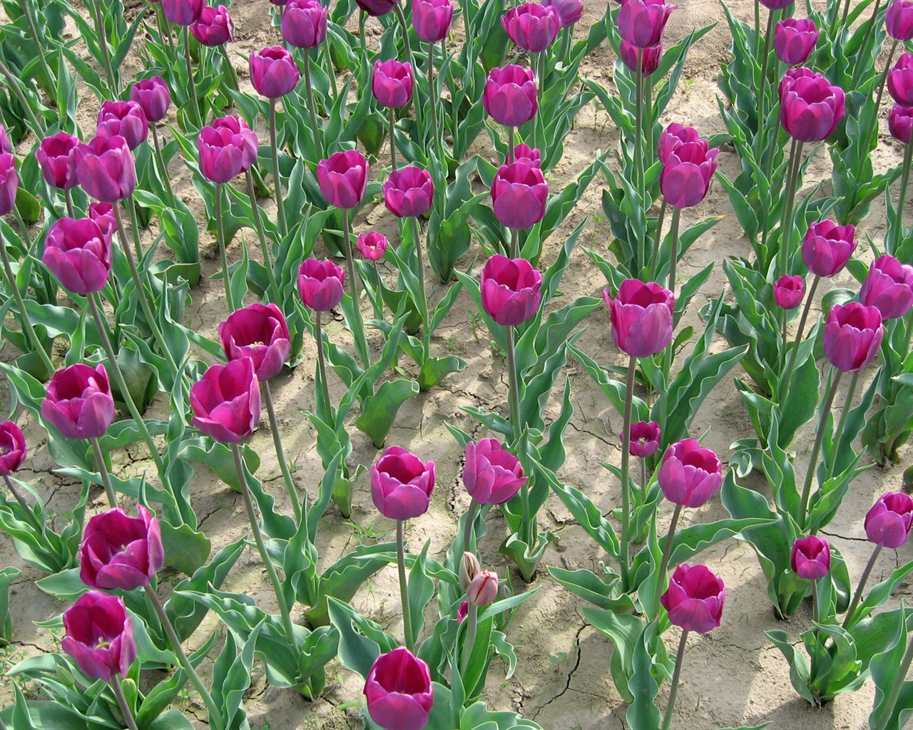 Tulip wallpaper album (5) #9 - 1280x1024