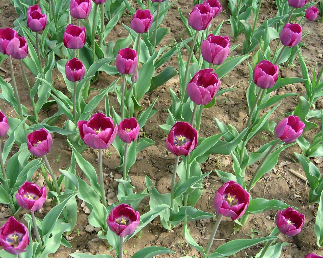 Tulip tapety album (5) #10 - 1280x1024