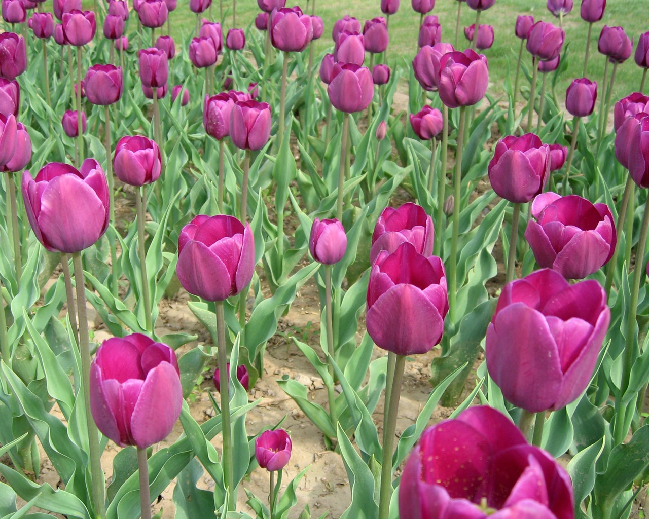 Tulip tapety album (5) #12 - 1280x1024