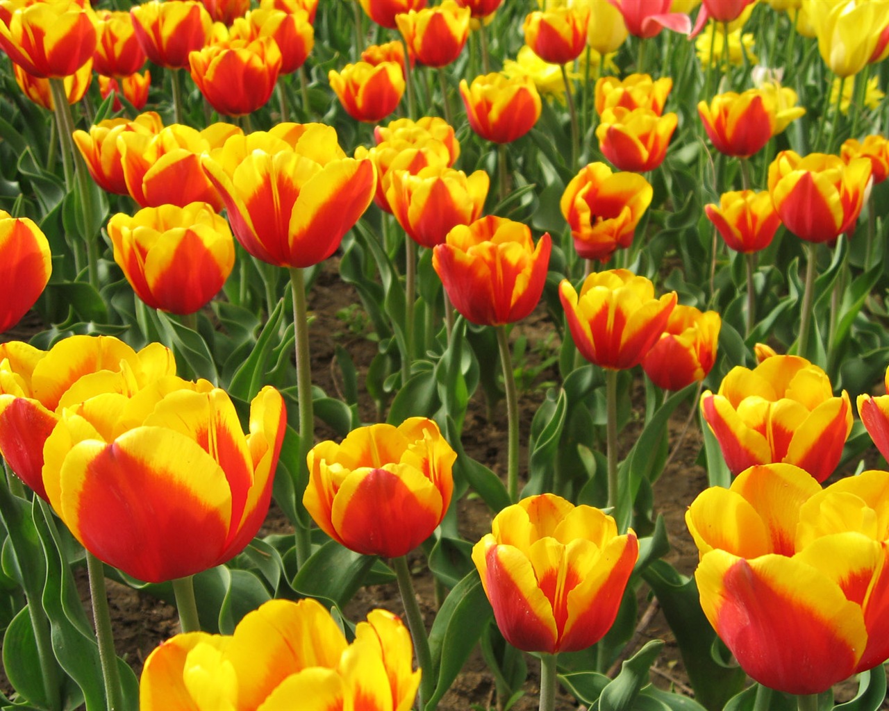Tulip tapety album (5) #15 - 1280x1024