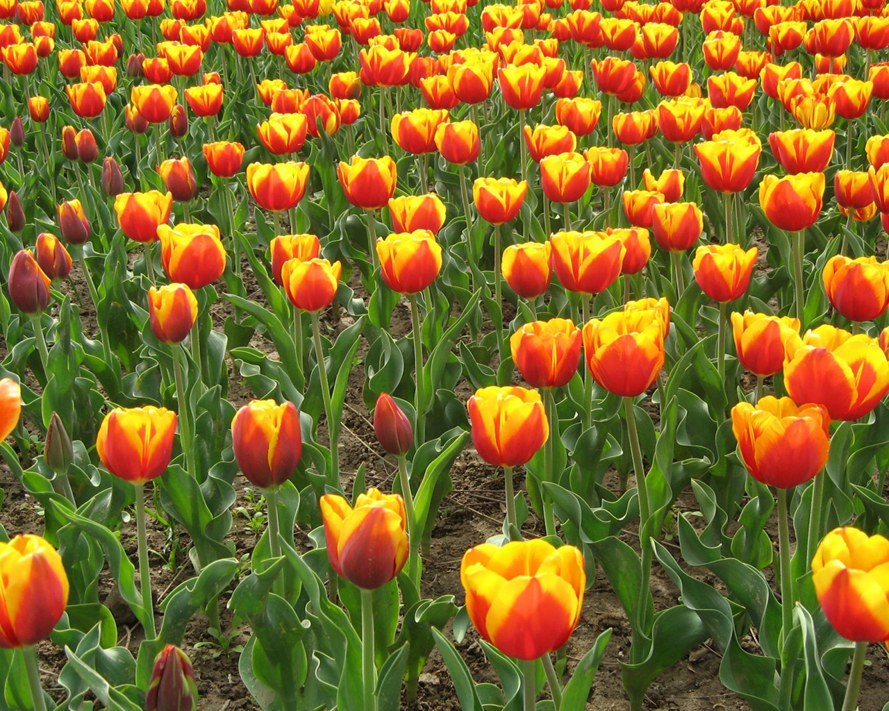 Tulip tapety album (5) #18 - 1280x1024