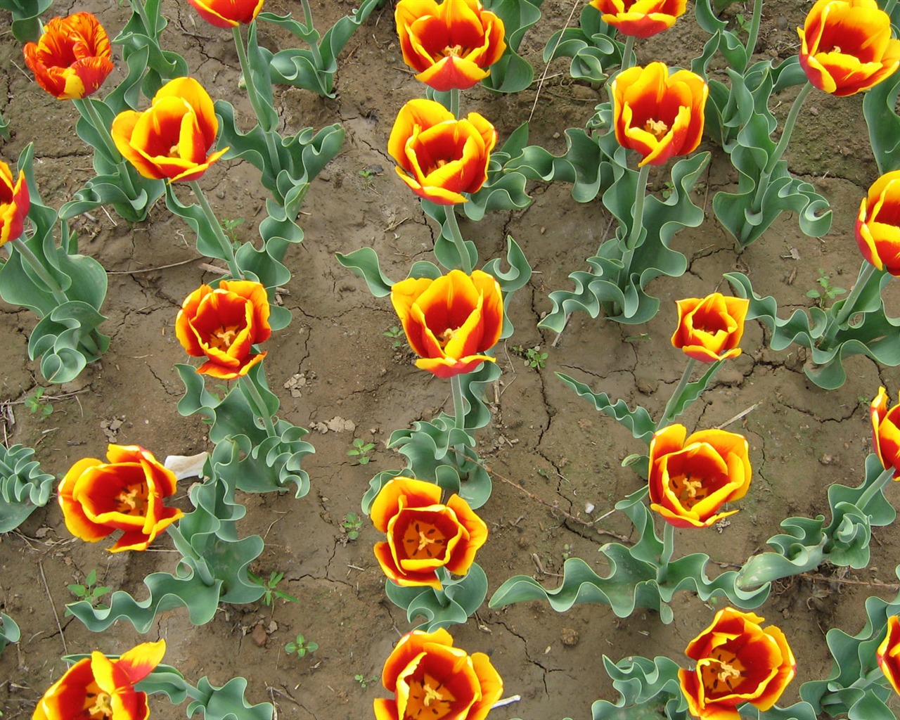 Tulip tapety album (5) #19 - 1280x1024