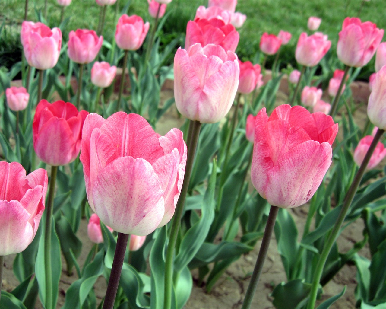 Tulip tapety album (6) #1 - 1280x1024
