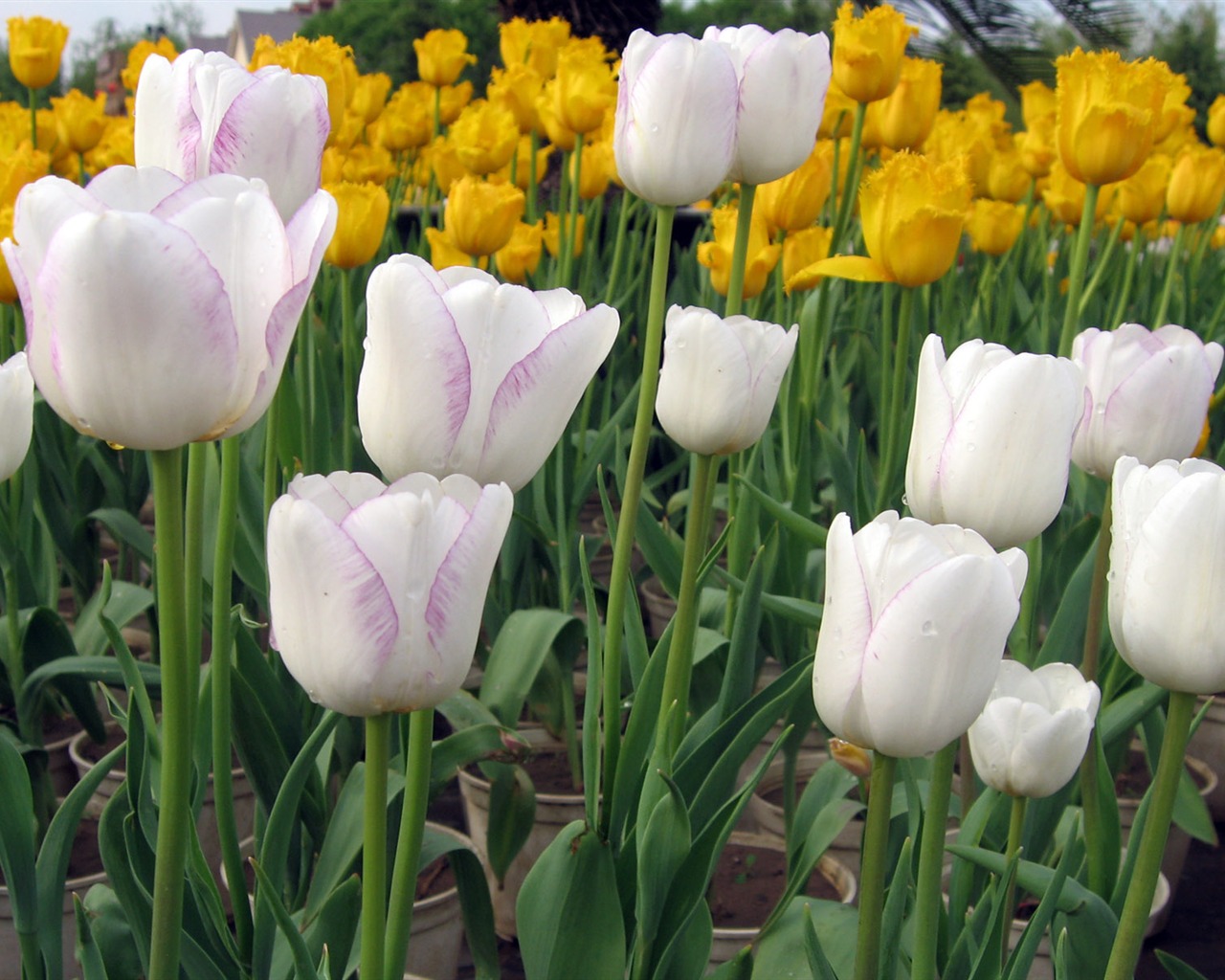 Tulip tapety album (6) #2 - 1280x1024