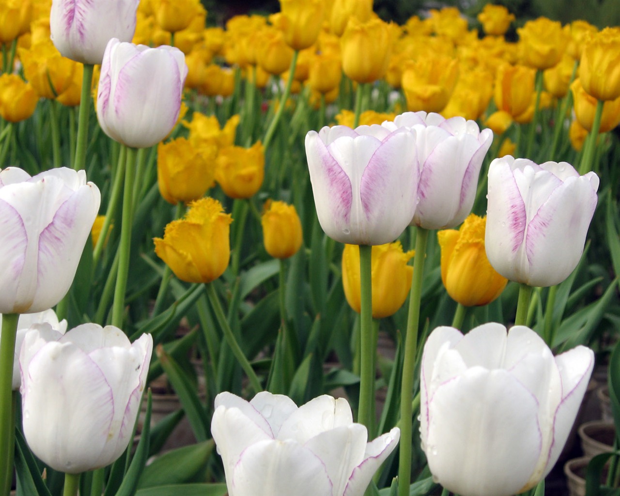 Tulip tapety album (6) #3 - 1280x1024