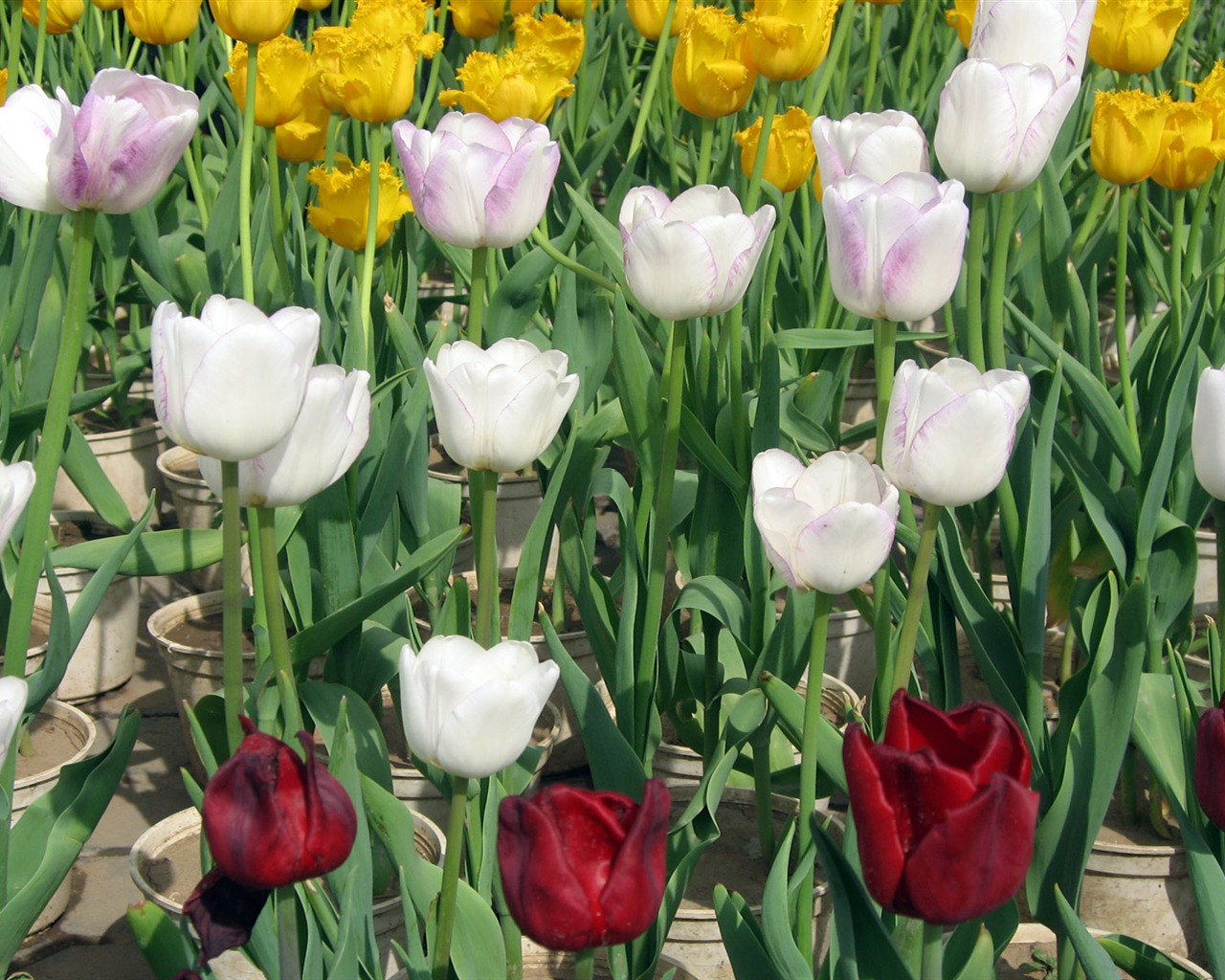 Tulip tapety album (6) #4 - 1280x1024