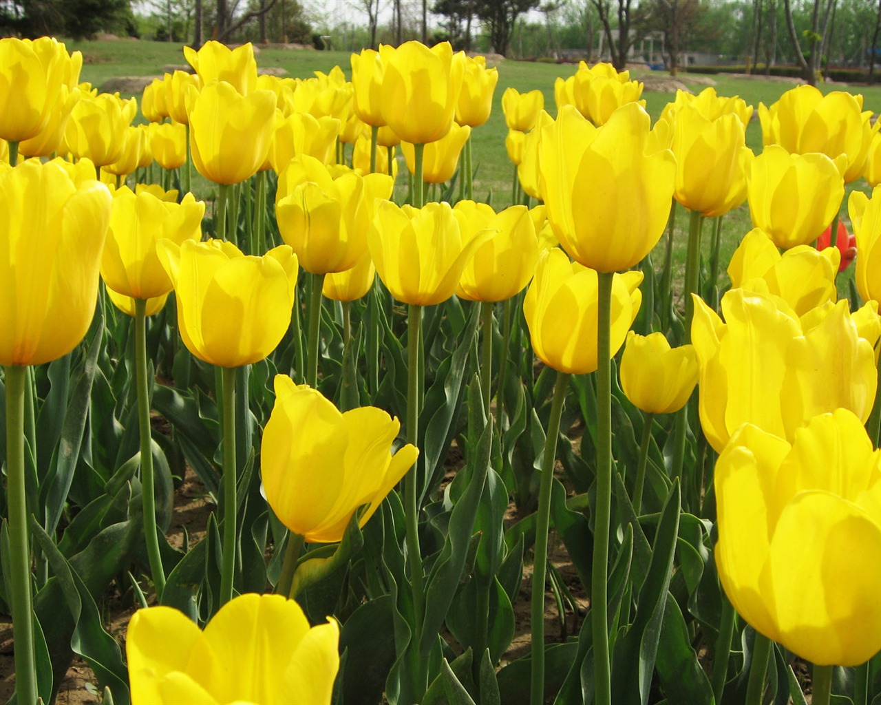 Tulip tapety album (6) #5 - 1280x1024