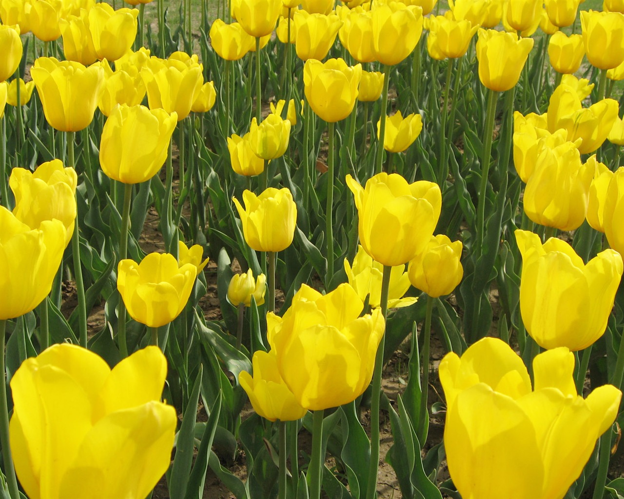 Tulip tapety album (6) #6 - 1280x1024