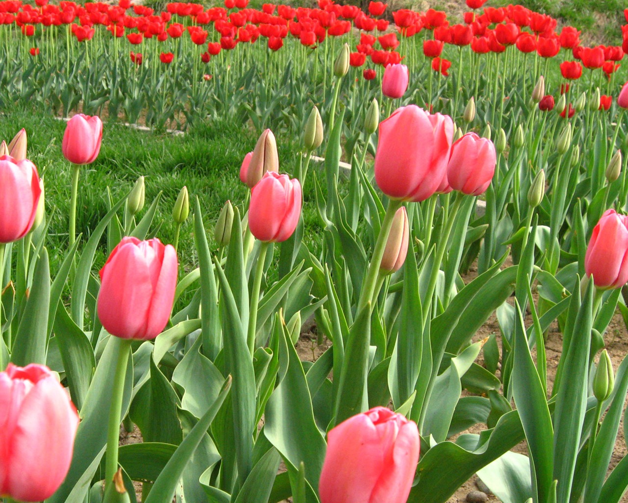 Fond d'écran album Tulip (6) #7 - 1280x1024