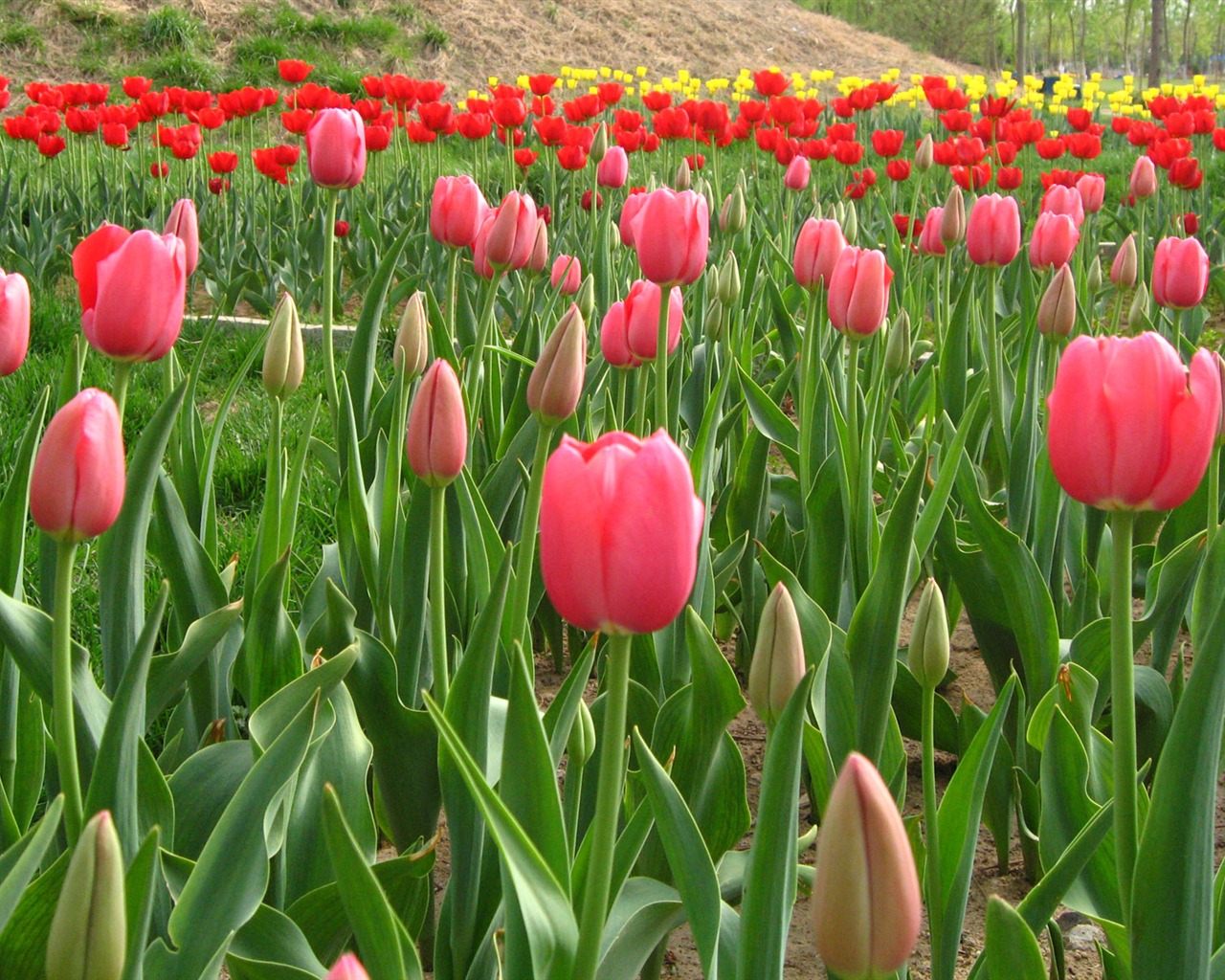 Tulip tapety album (6) #8 - 1280x1024