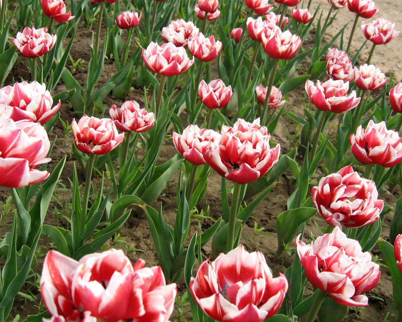 Tulip tapety album (6) #12 - 1280x1024