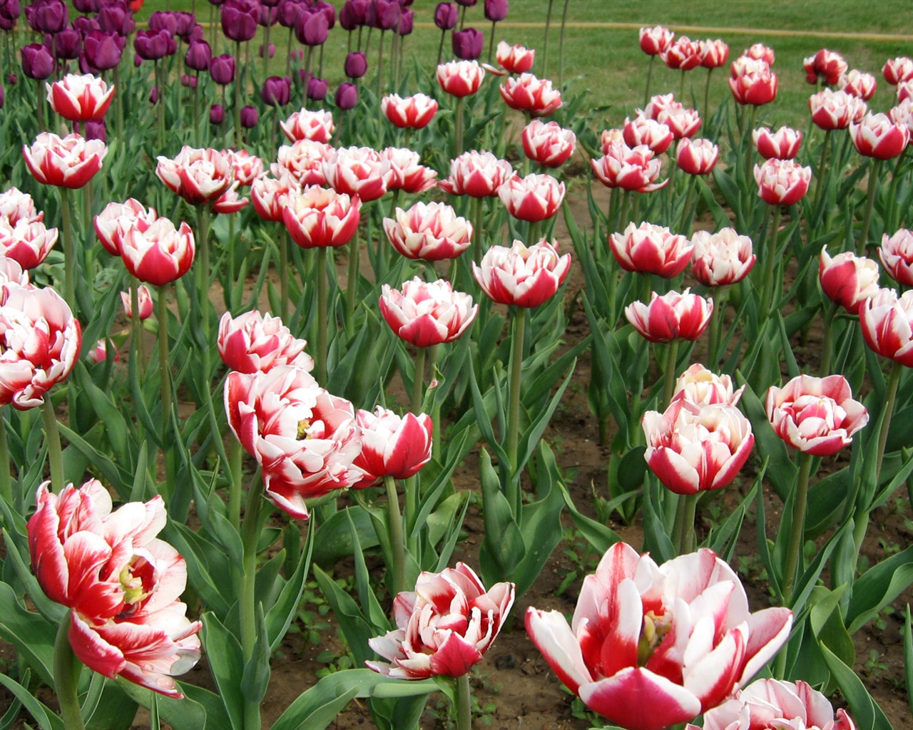 Tulip tapety album (6) #13 - 1280x1024