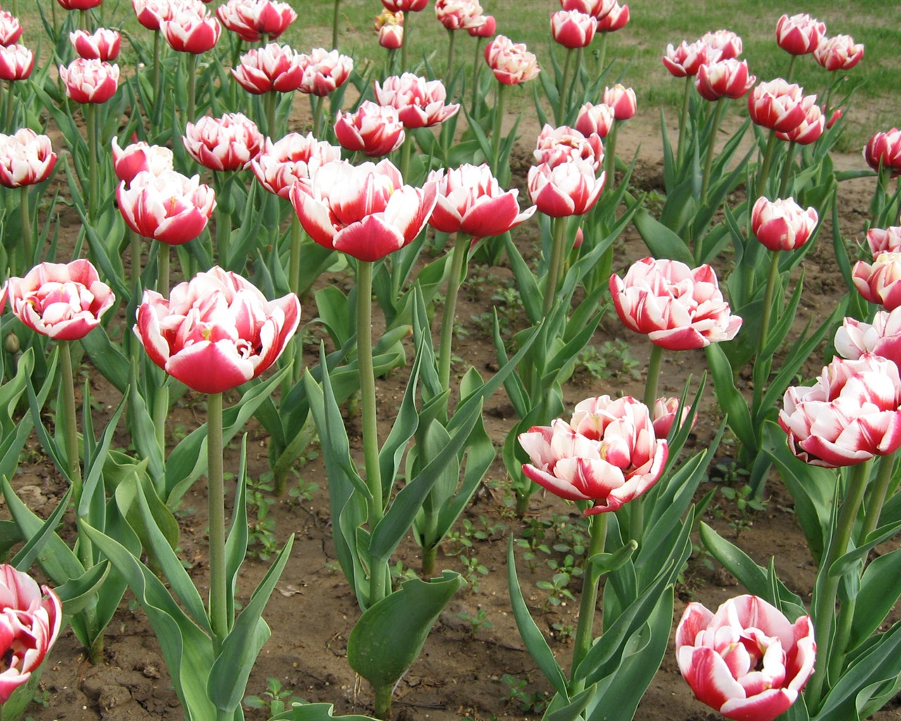 Tulip tapety album (6) #14 - 1280x1024