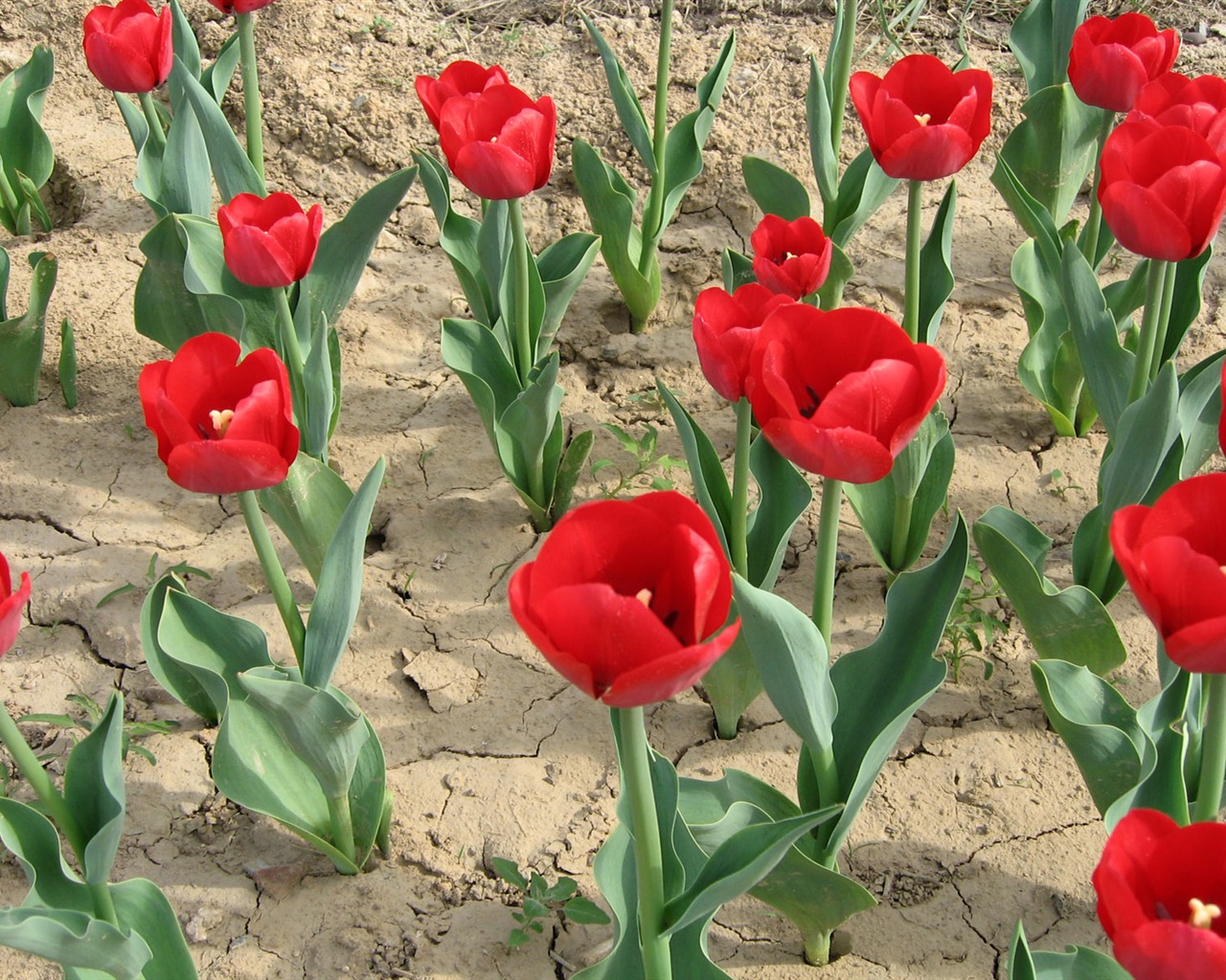 Tulip tapety album (6) #15 - 1280x1024