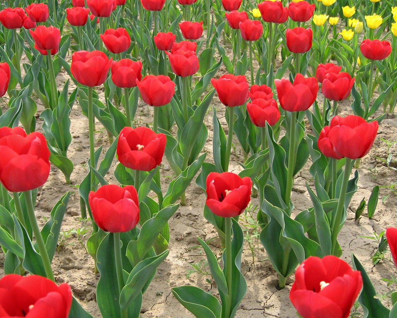 Tulip tapety album (6) #16 - 1280x1024