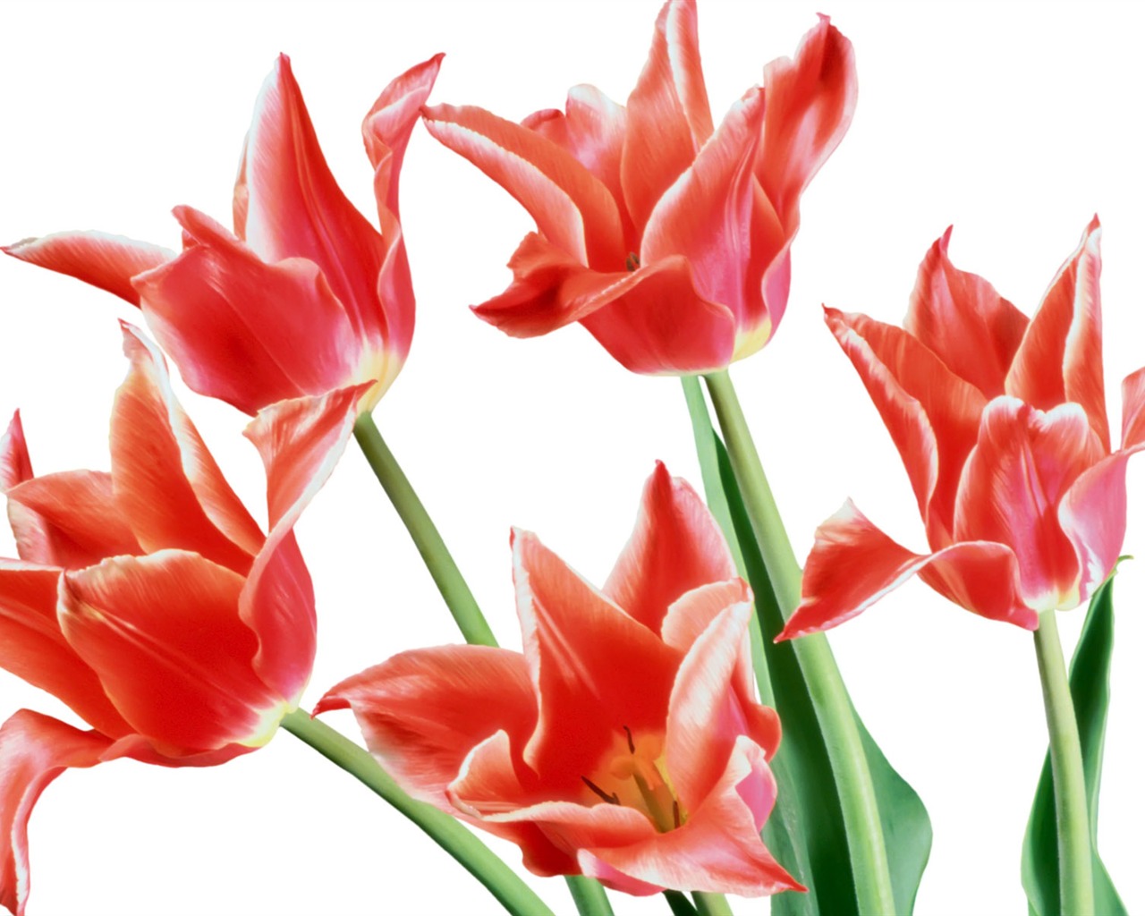 Tulip wallpaper album (7) #3 - 1280x1024