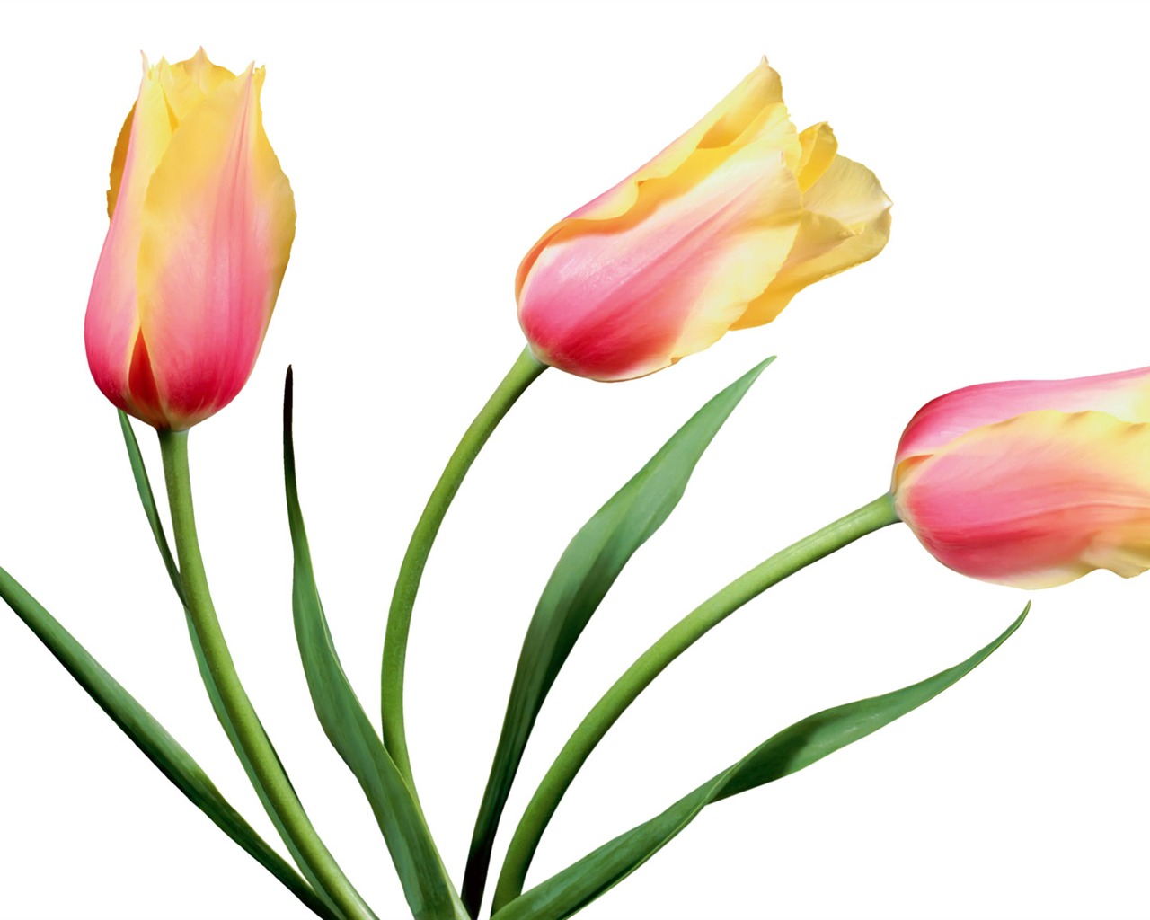 Tulip wallpaper album (7) #4 - 1280x1024