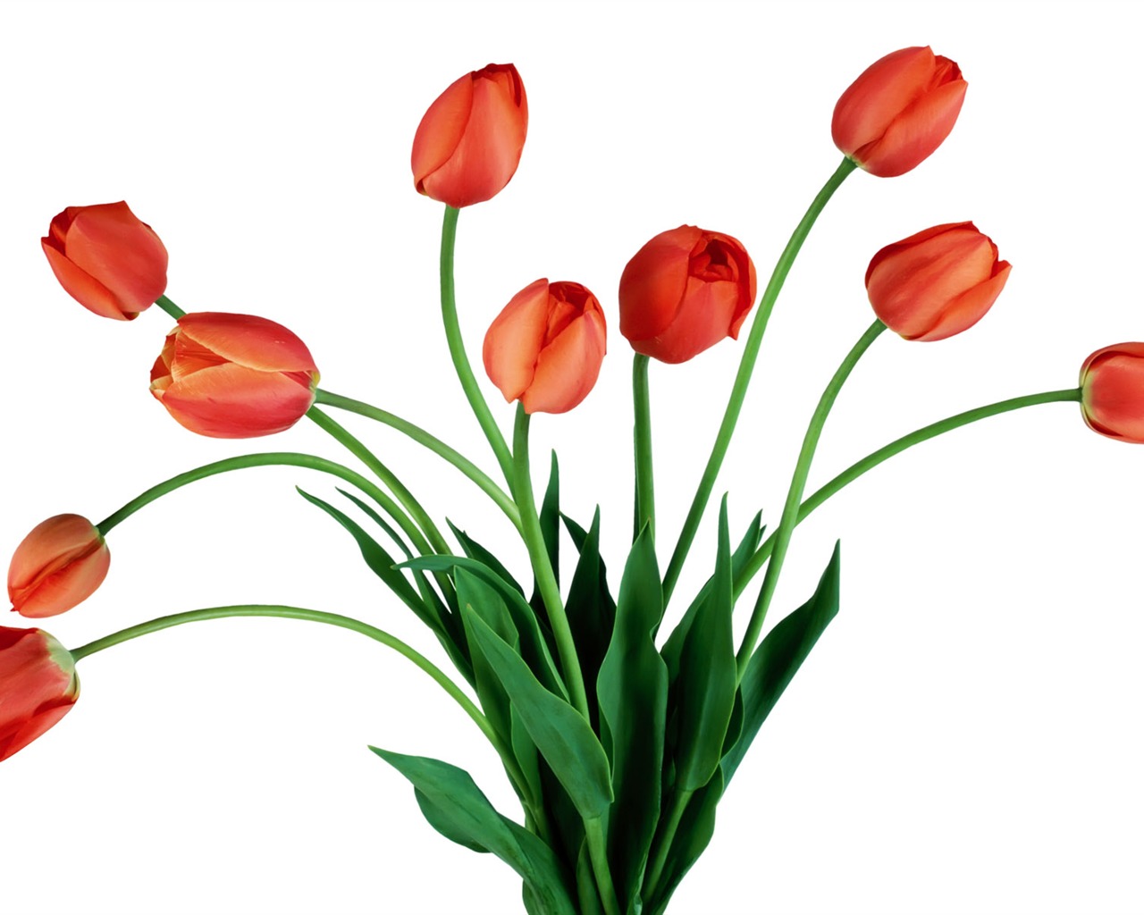 Tulip tapety album (7) #5 - 1280x1024