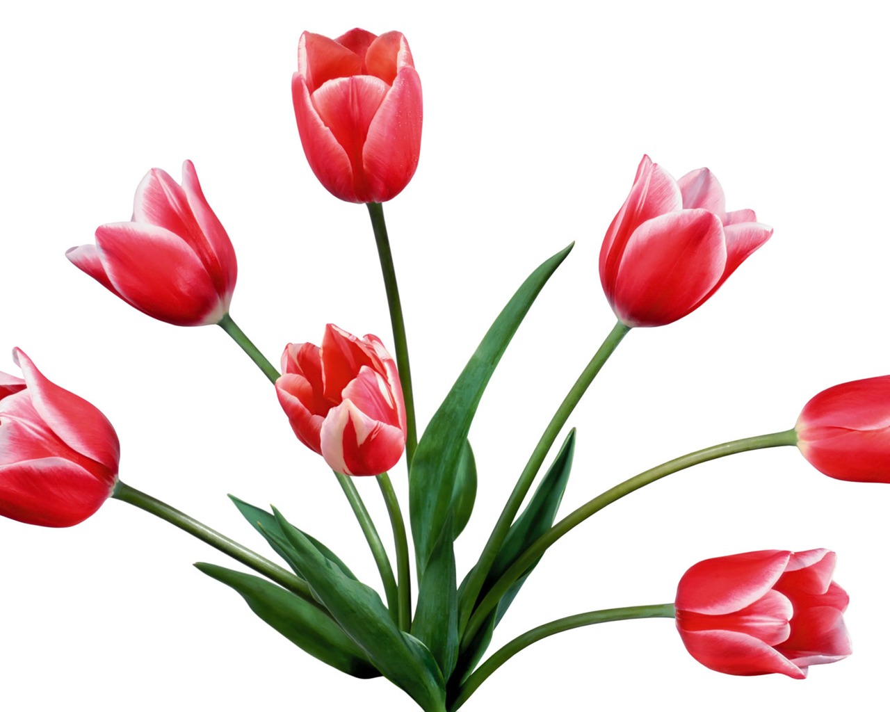 Tulip tapety album (7) #6 - 1280x1024