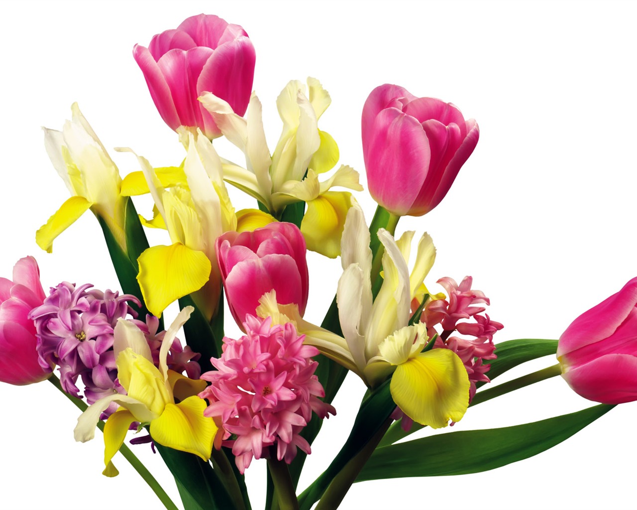 Tulip tapety album (7) #10 - 1280x1024