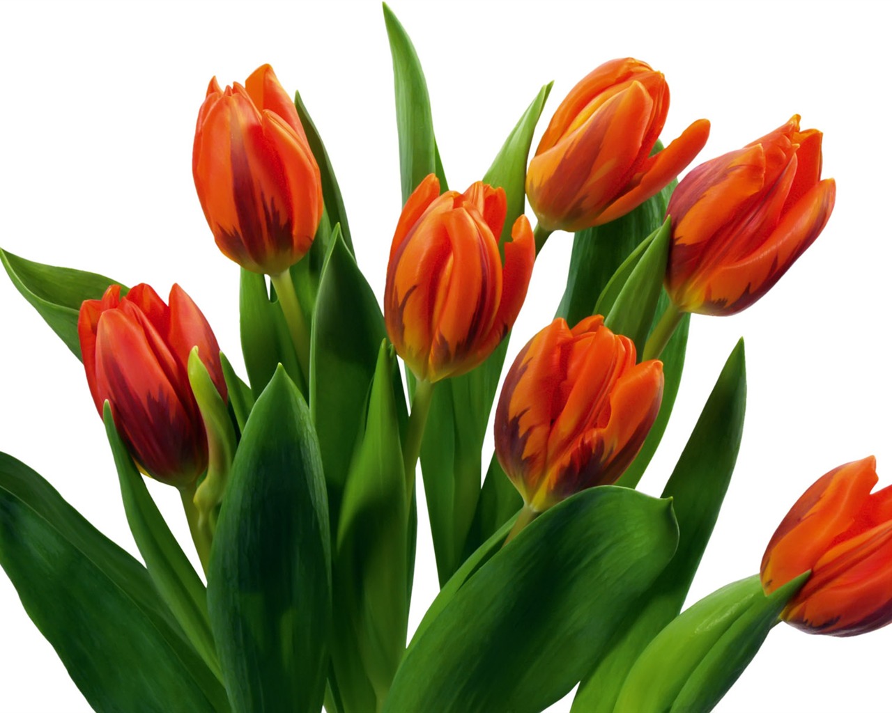 Tulip wallpaper album (7) #12 - 1280x1024