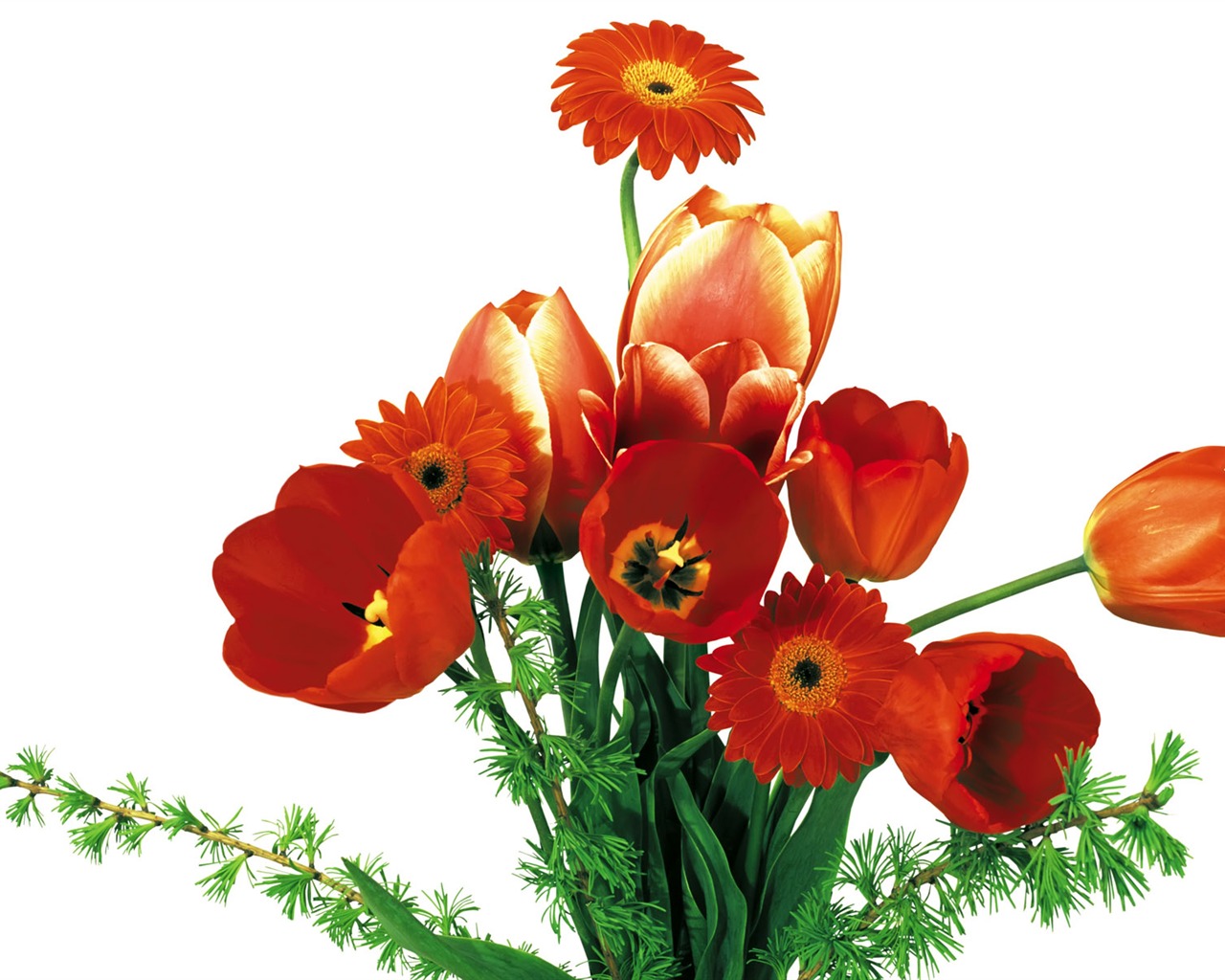 Tulip tapety album (7) #13 - 1280x1024