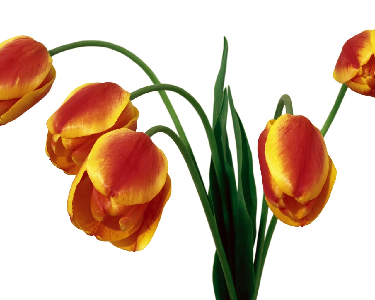 Tulip tapety album (7) #17 - 1280x1024