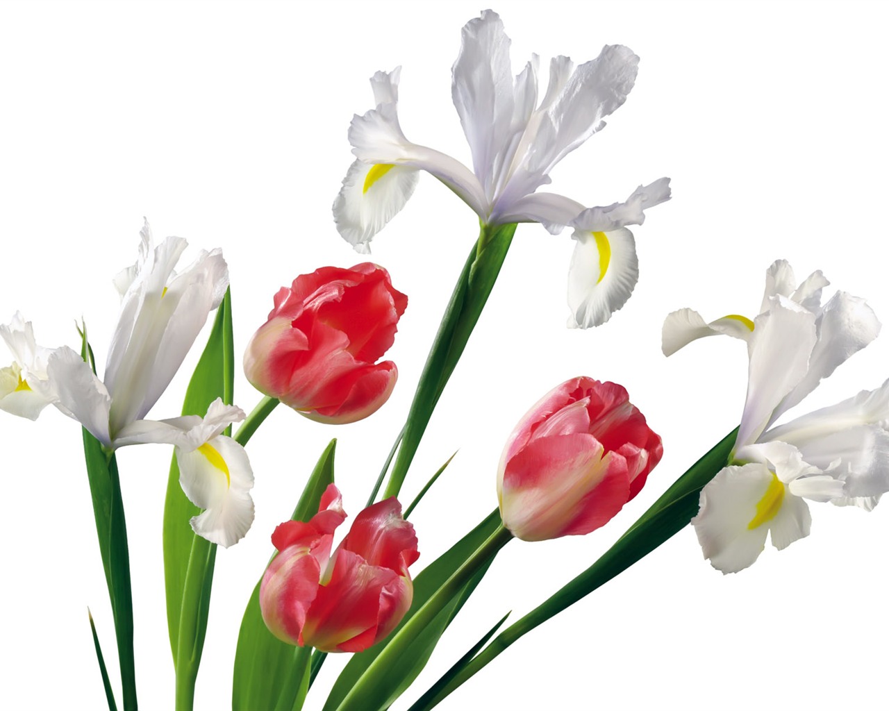 Tulip tapety album (7) #19 - 1280x1024