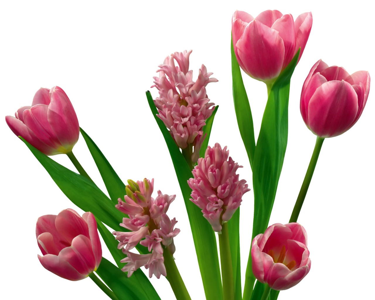 Tulip tapety album (7) #20 - 1280x1024