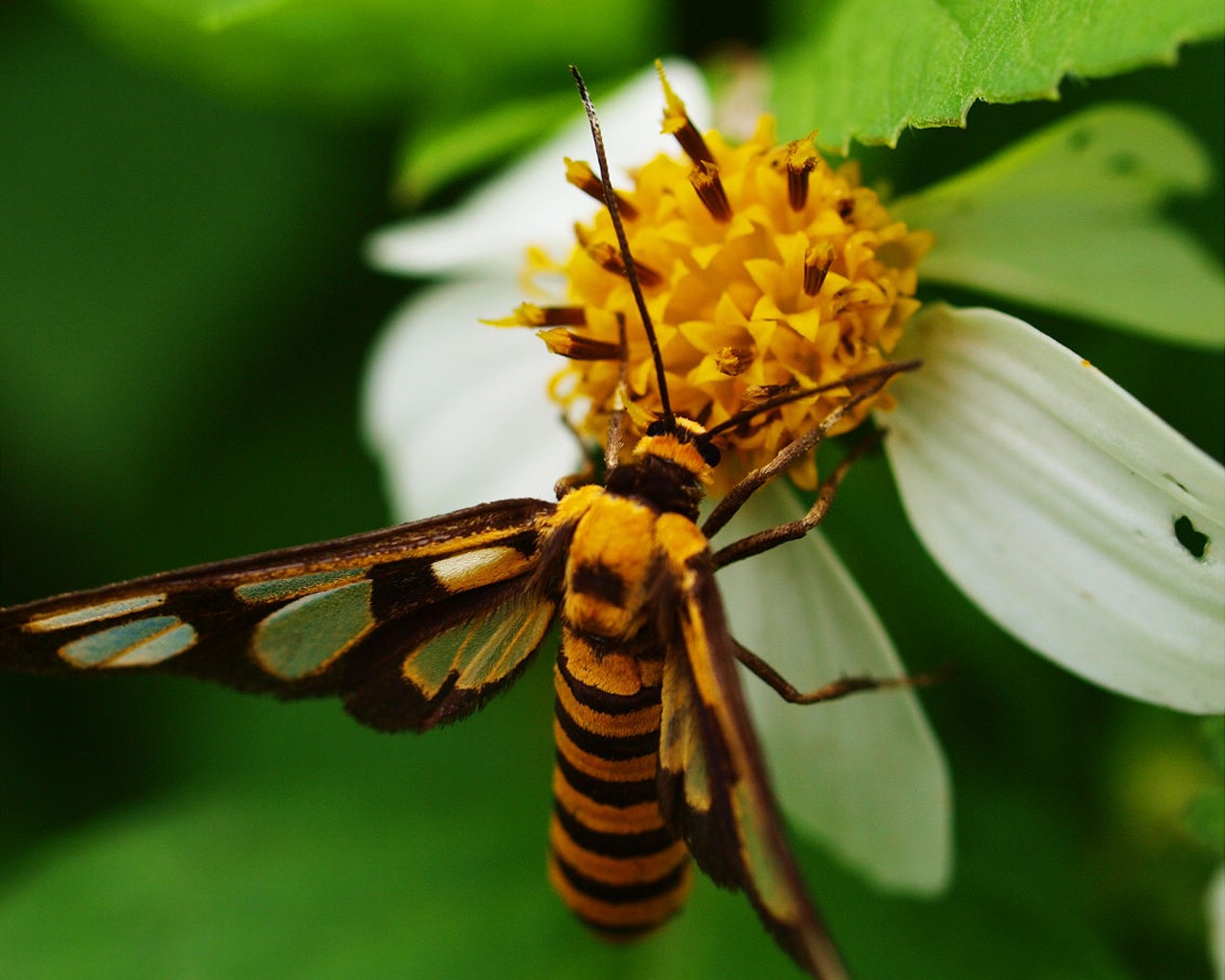 Ekologické Makro (ericng0330 práce) #5 - 1280x1024