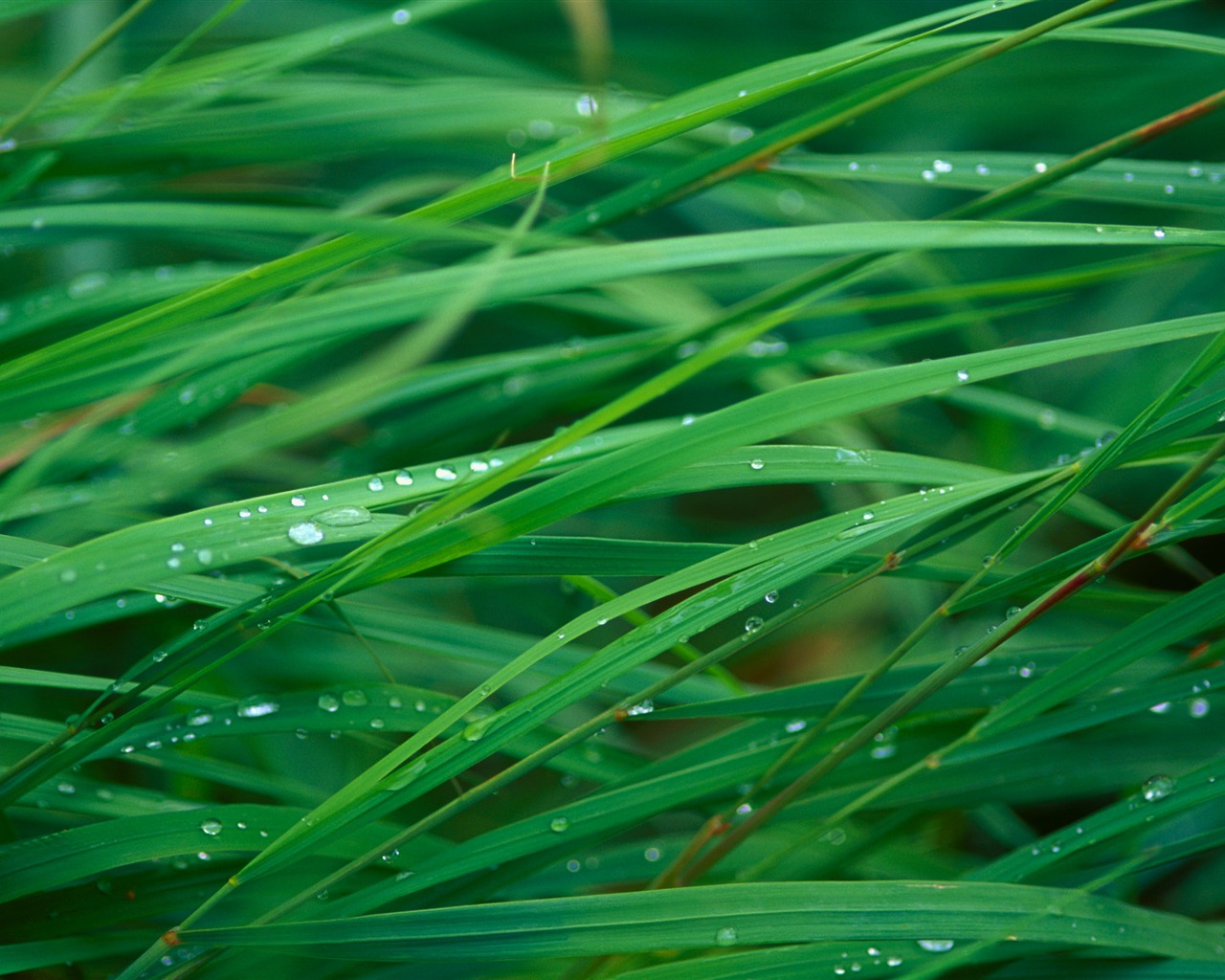 Large green leaves close-up flower wallpaper (1) #2 - 1280x1024