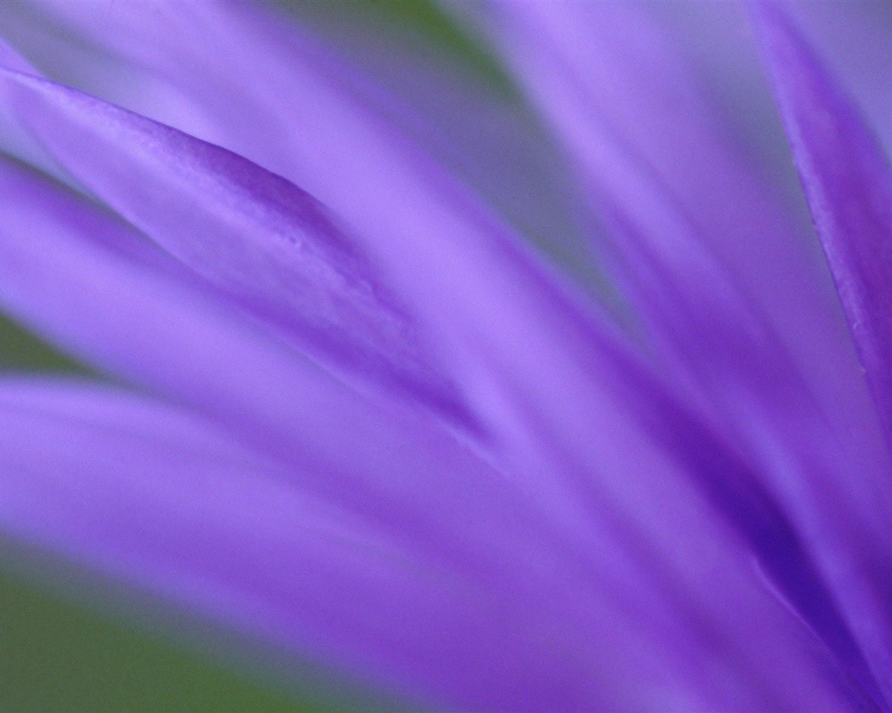 Large green leaves close-up flower wallpaper (1) #4 - 1280x1024