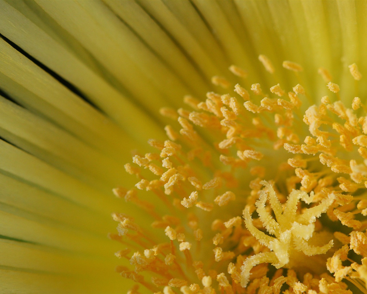 Large green leaves close-up flower wallpaper (1) #5 - 1280x1024