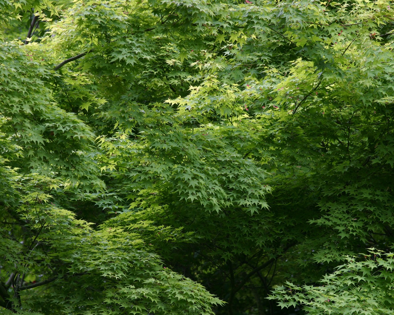 Large green leaves close-up flower wallpaper (1) #8 - 1280x1024