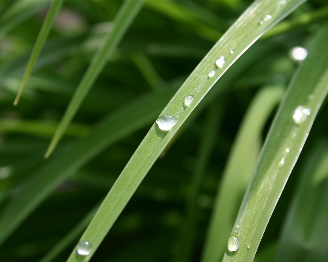 Large green leaves close-up flower wallpaper (1) #10 - 1280x1024