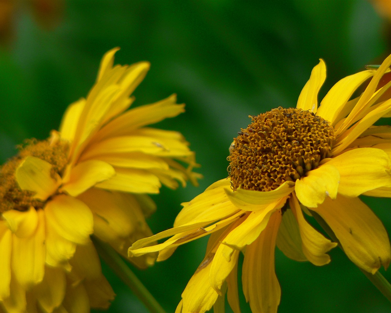 Large green leaves close-up flower wallpaper (1) #12 - 1280x1024